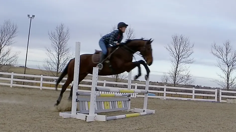 44th Round, a 17.2hh off-the-track Thoroughbred