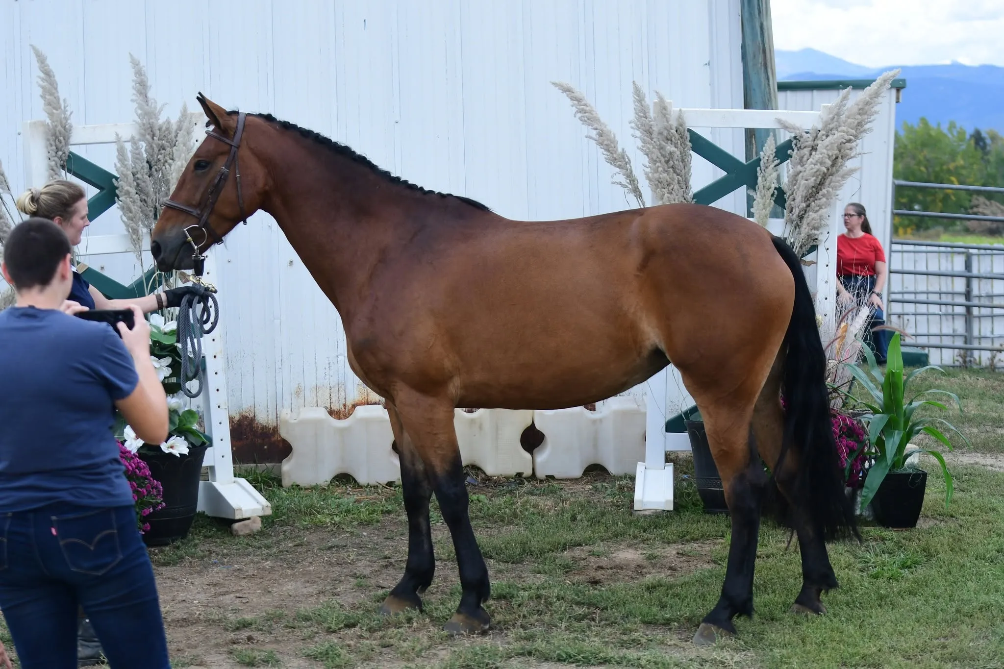 Ainninn Realta, a bay Irish Draught mare, standing in profile by the barn