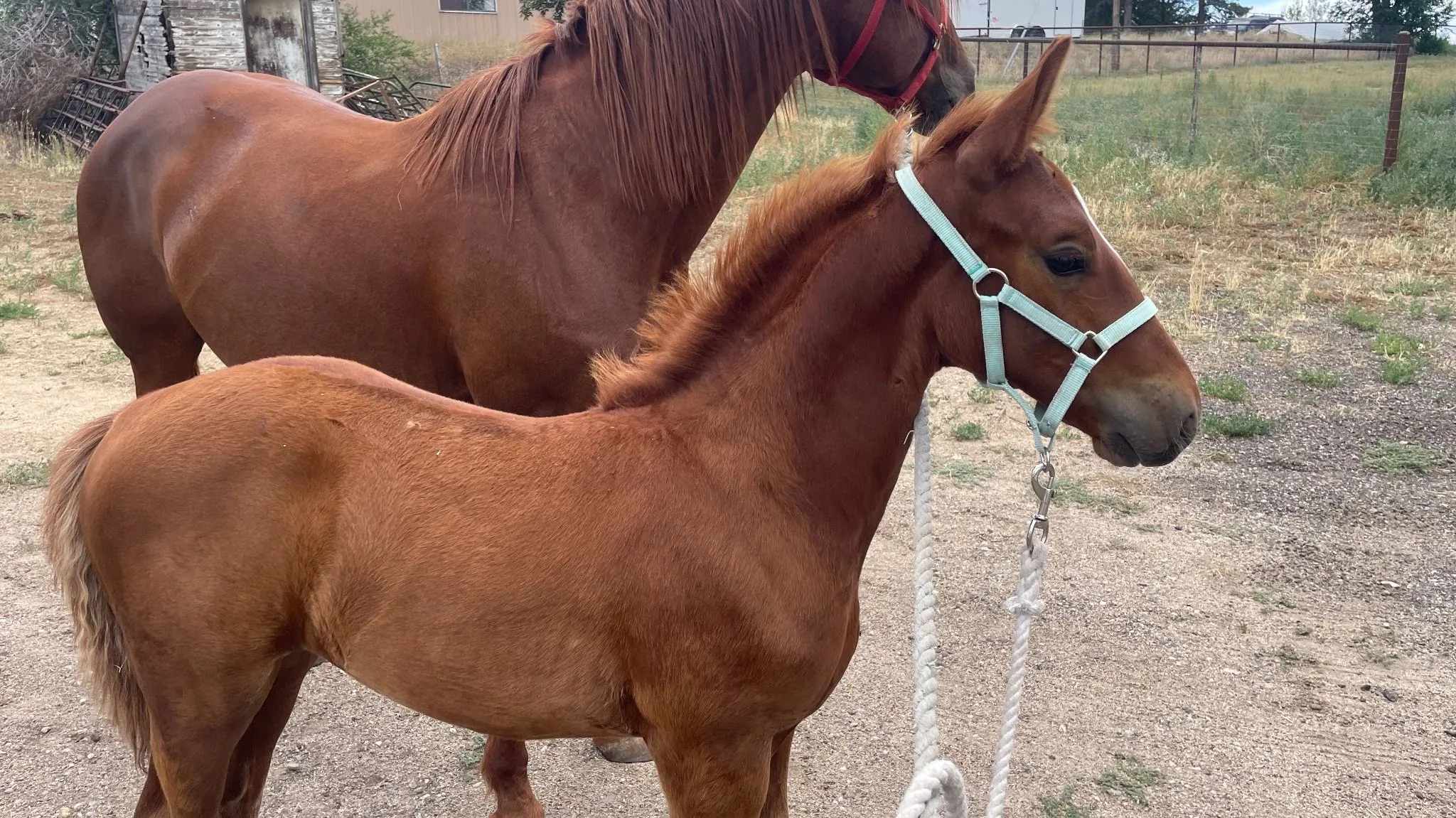 Chestnut Irish Sport Horse colt Comet standing beside his dam