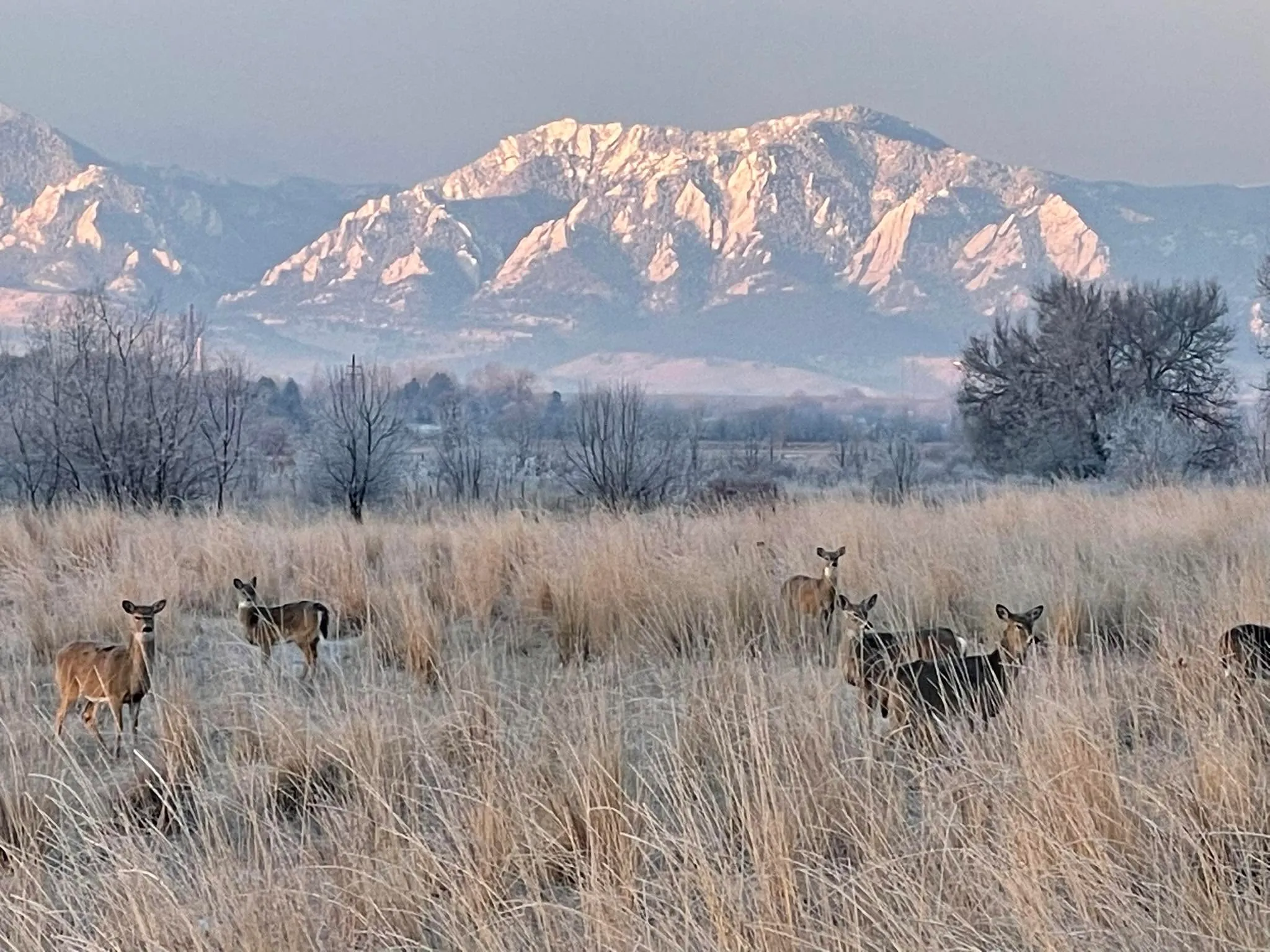 Deer in frosted grassland with the Flatirons lit by sunrise — the view from White Dog Farm