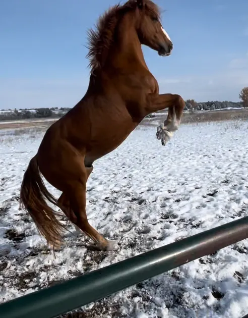 Horse looking over the fence at White Dog Farm