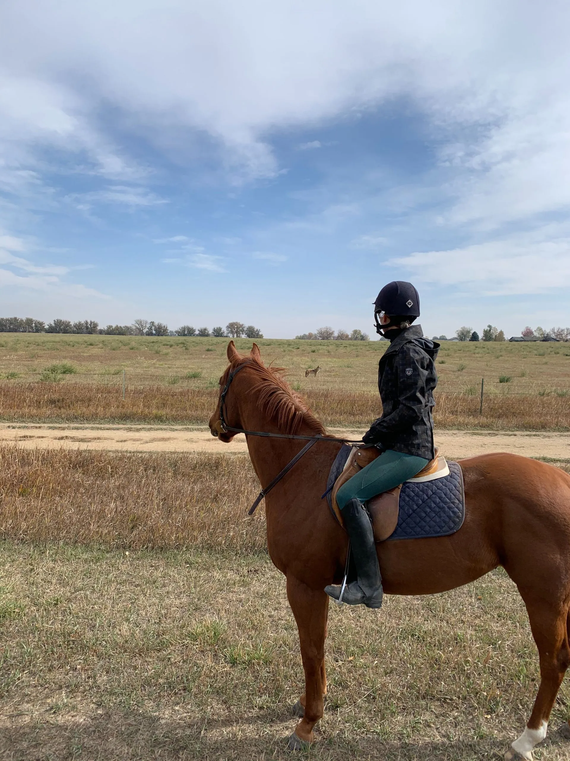 Horse and rider hacking out from White Dog Farm