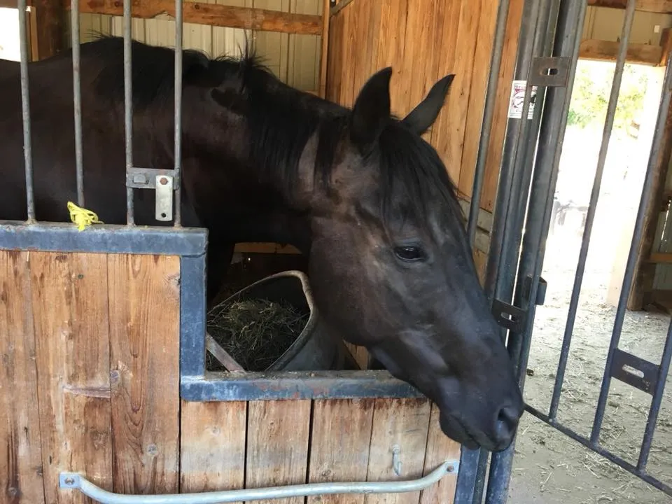 Holden, a Thoroughbred gelding