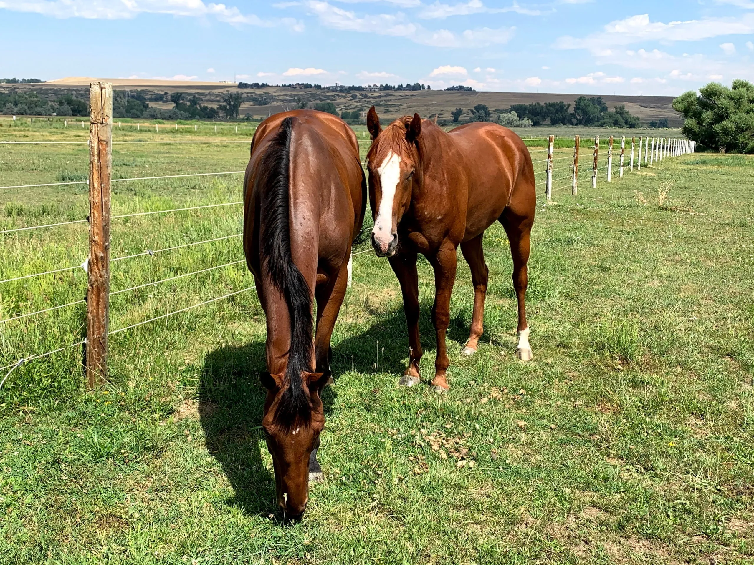Horses grazing together in pasture at White Dog Farm