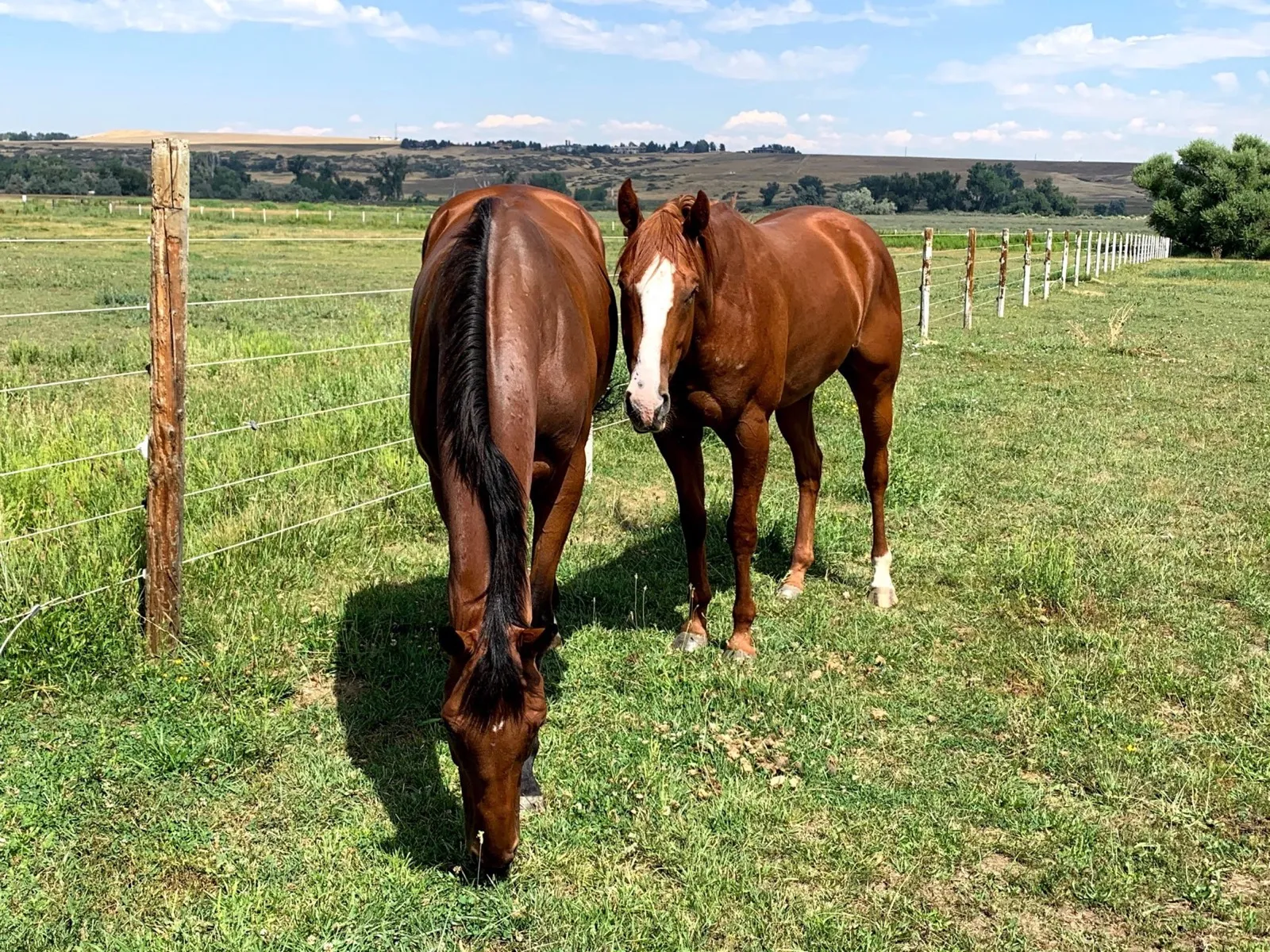 Horses grazing together in pasture at White Dog Farm