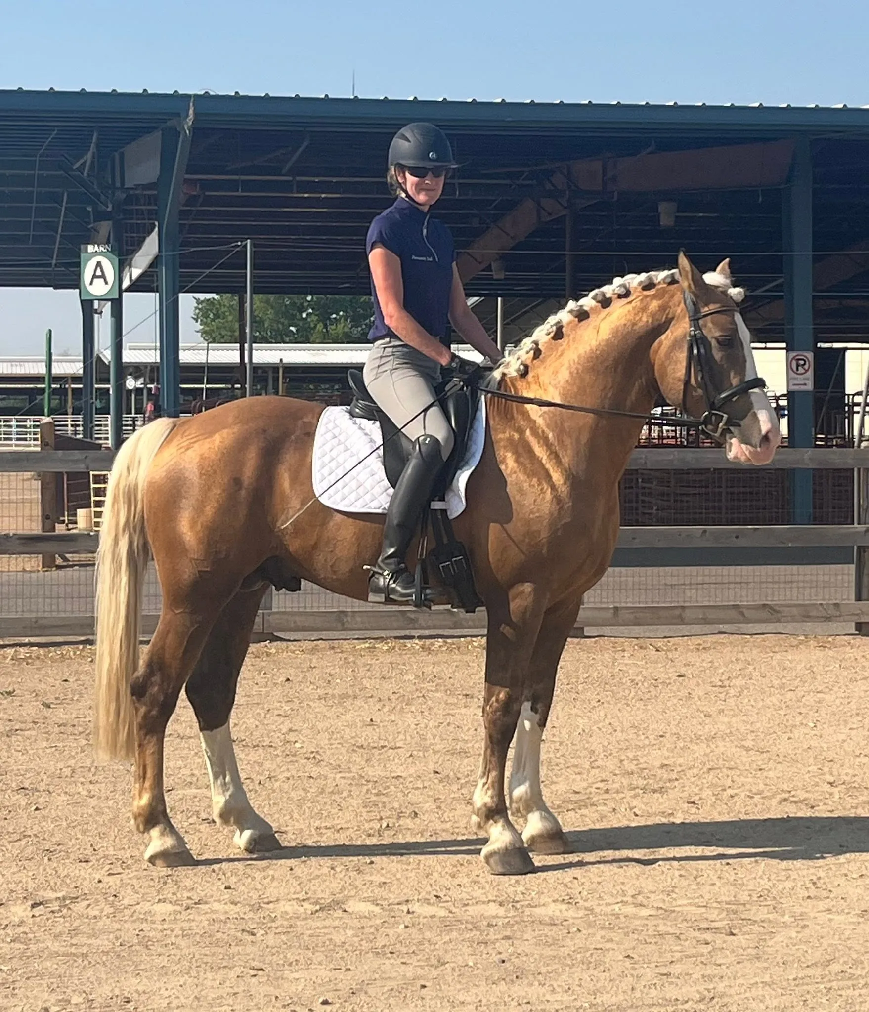 Five-year-old Irish Draught stallion Jack at his first schooling show