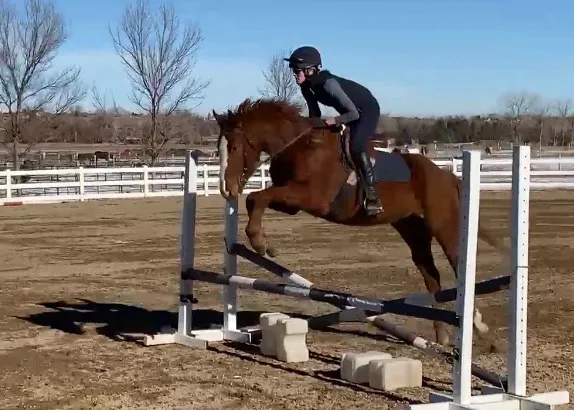 Murphy, a bay Thoroughbred gelding