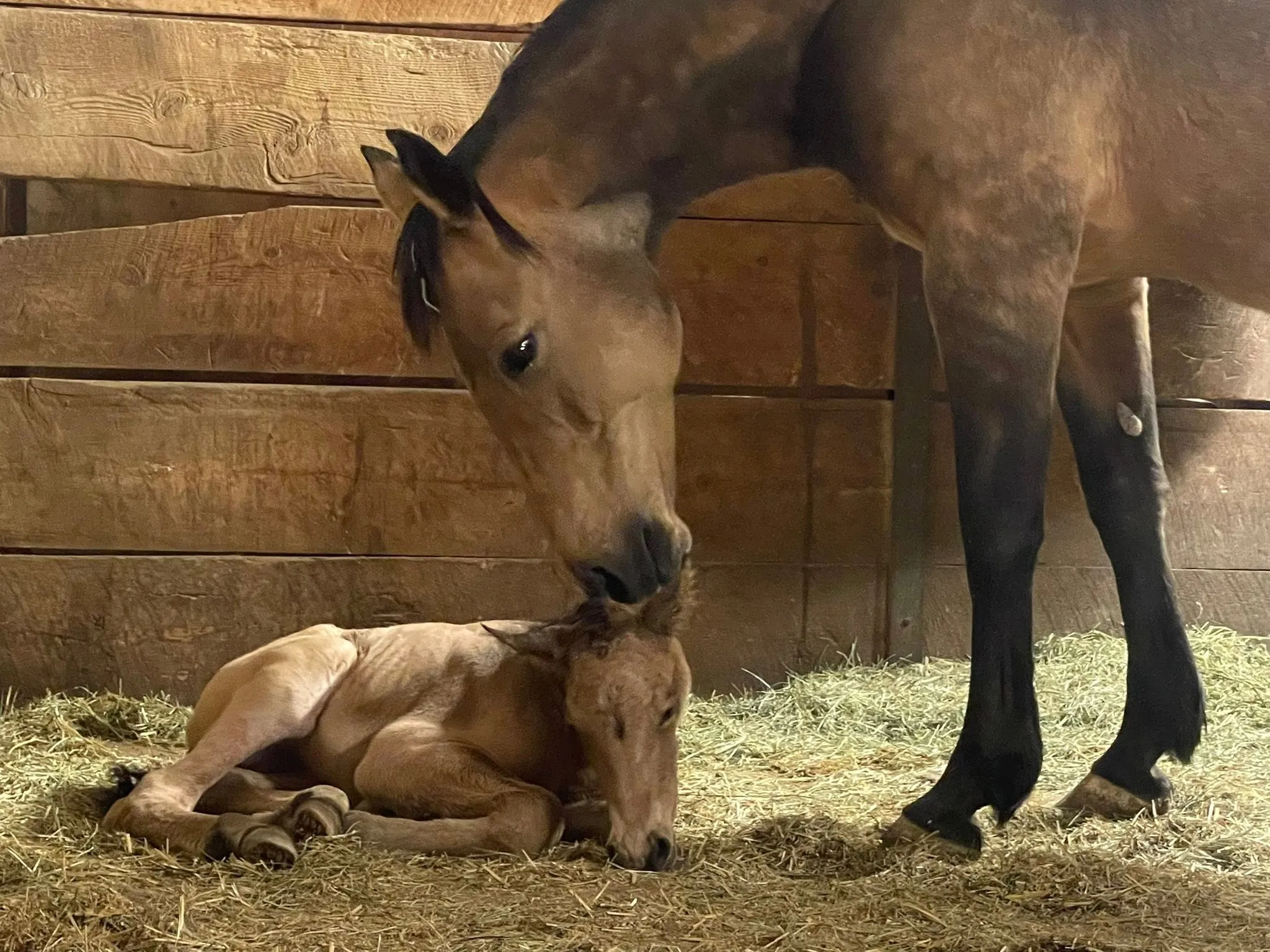 Buckskin mare nuzzling her newborn foal in a straw-bedded stable