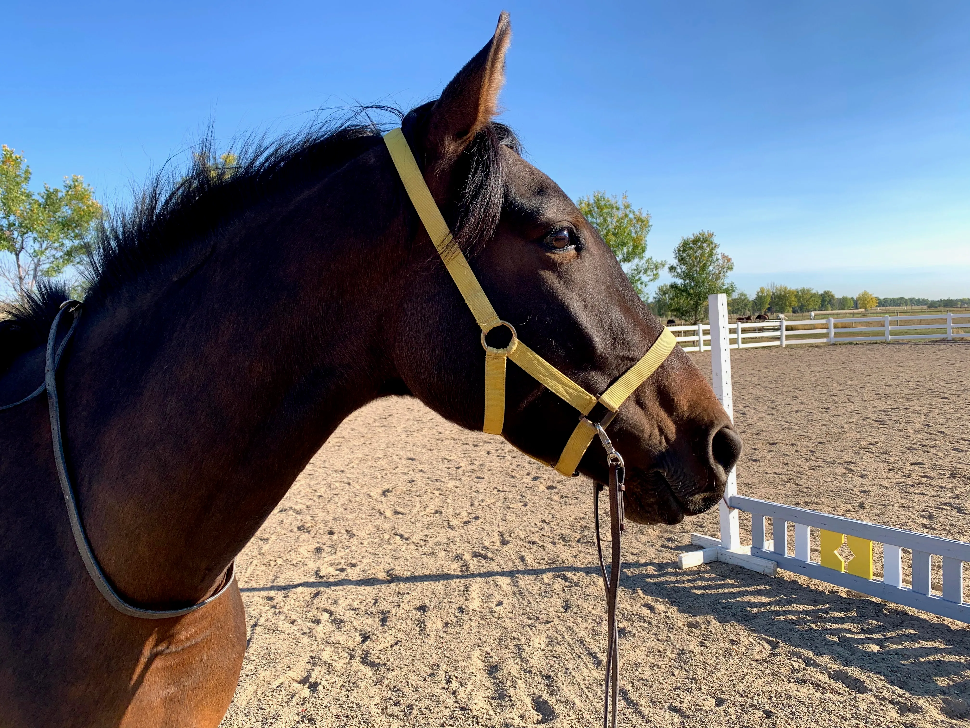 Saltsprings, a Canadian Warmblood