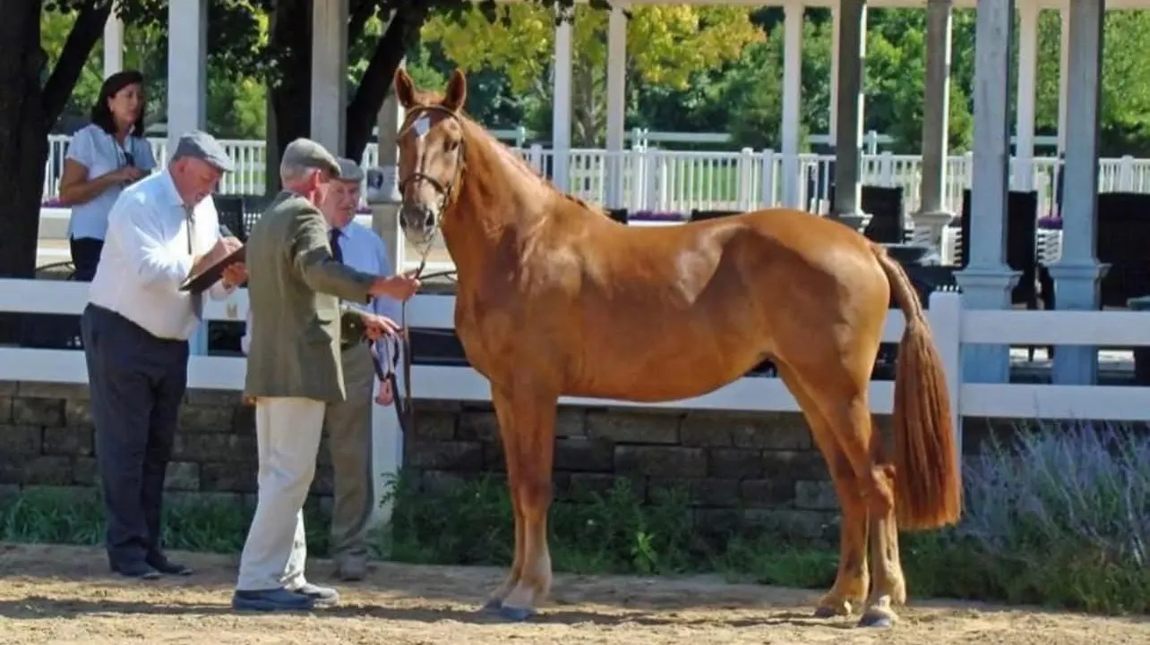 Manu Fortis Touch of Spice stood up for inspection in front of the judge