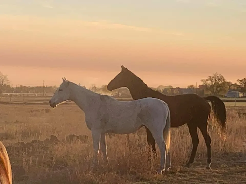 Horses silhouetted at sunset at White Dog Farm