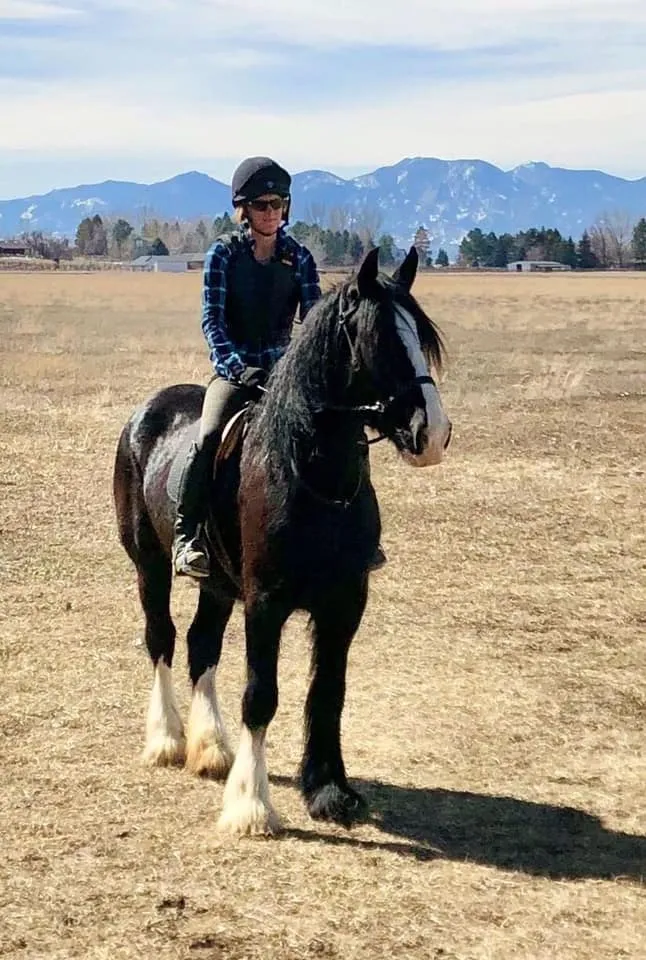Sweetpea, a registered Shire mare, under saddle