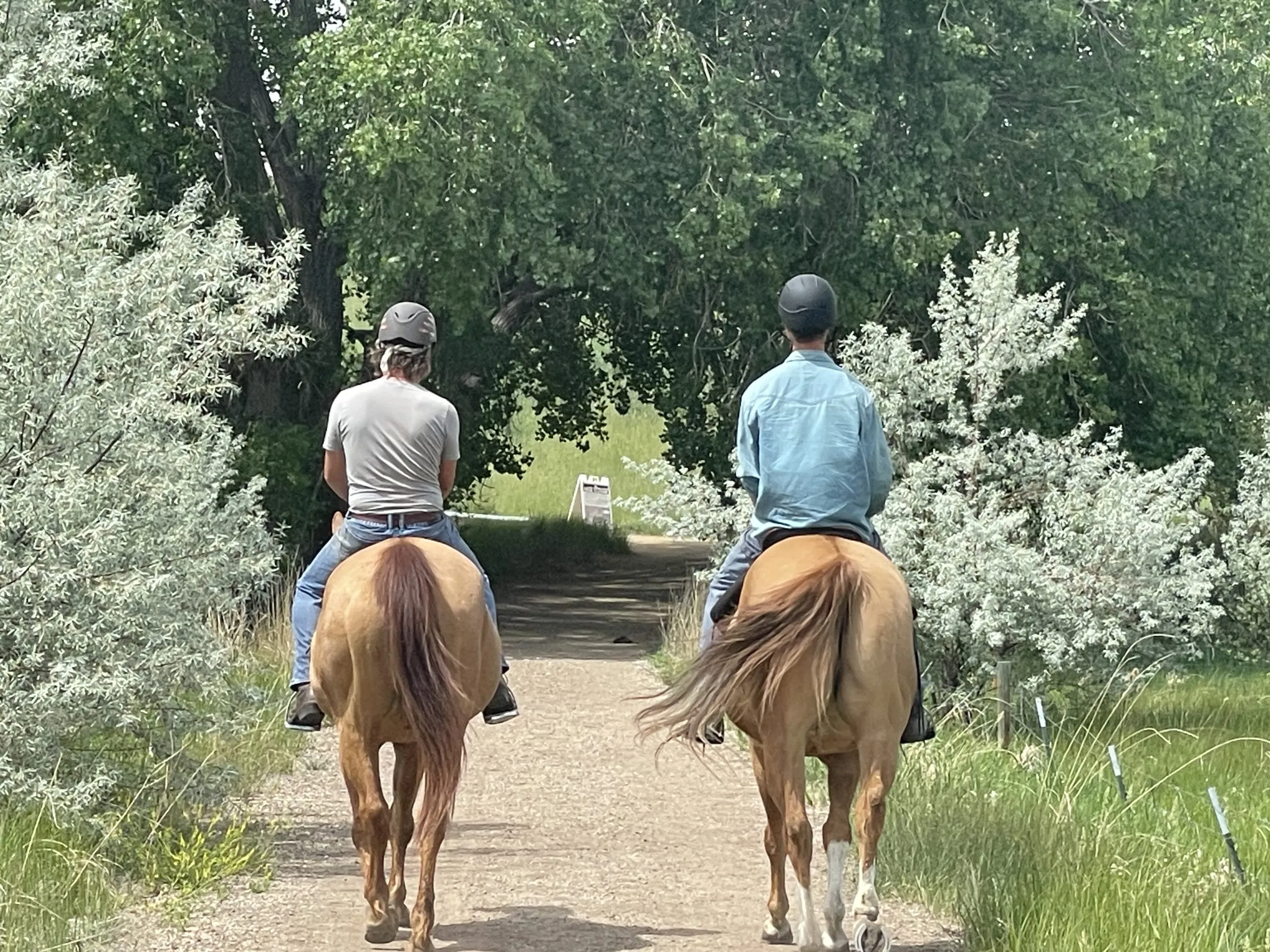 Horse and rider on an open-space trail beside the farm