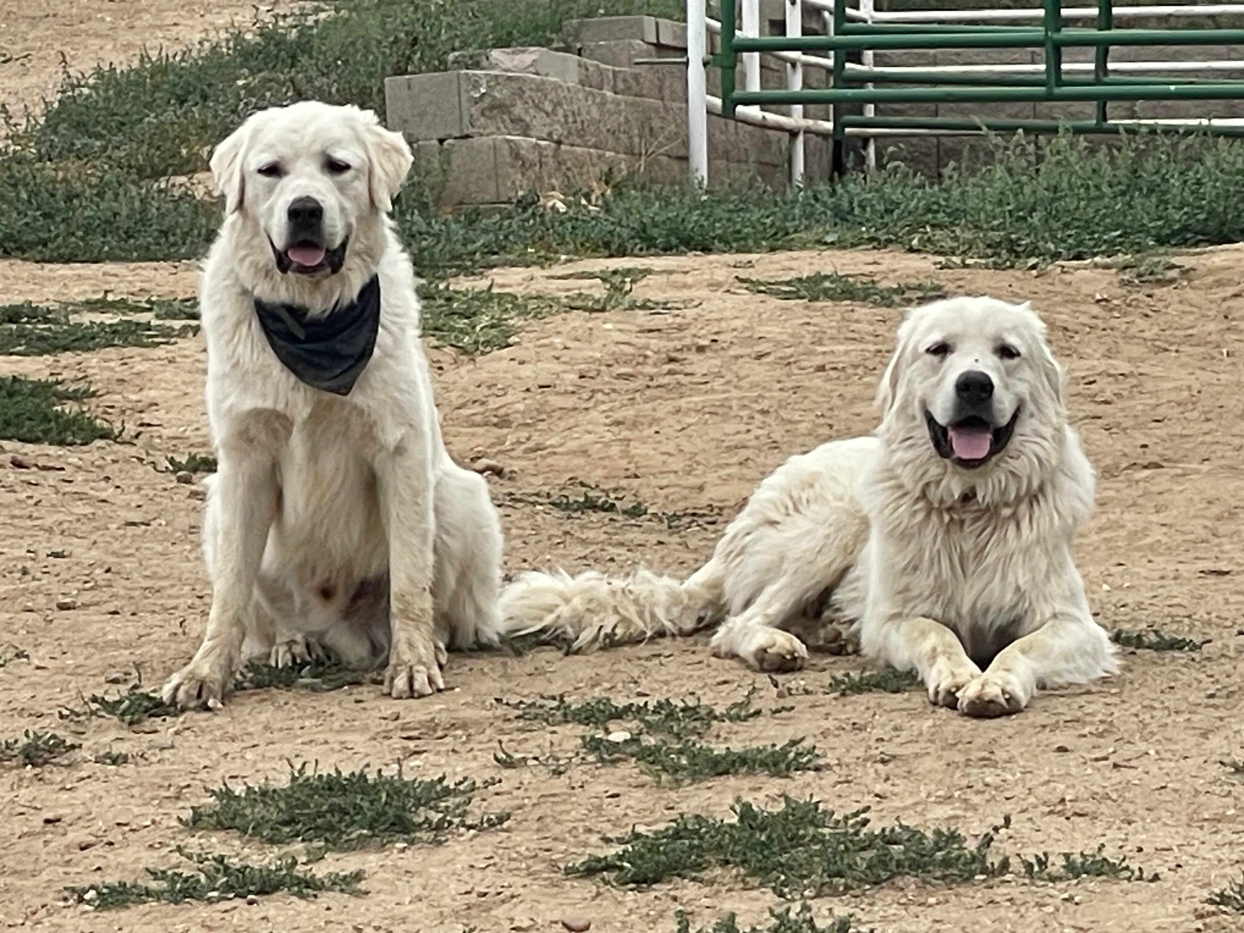 Two of the white Livestock Guardian dogs who gave White Dog Farm its name